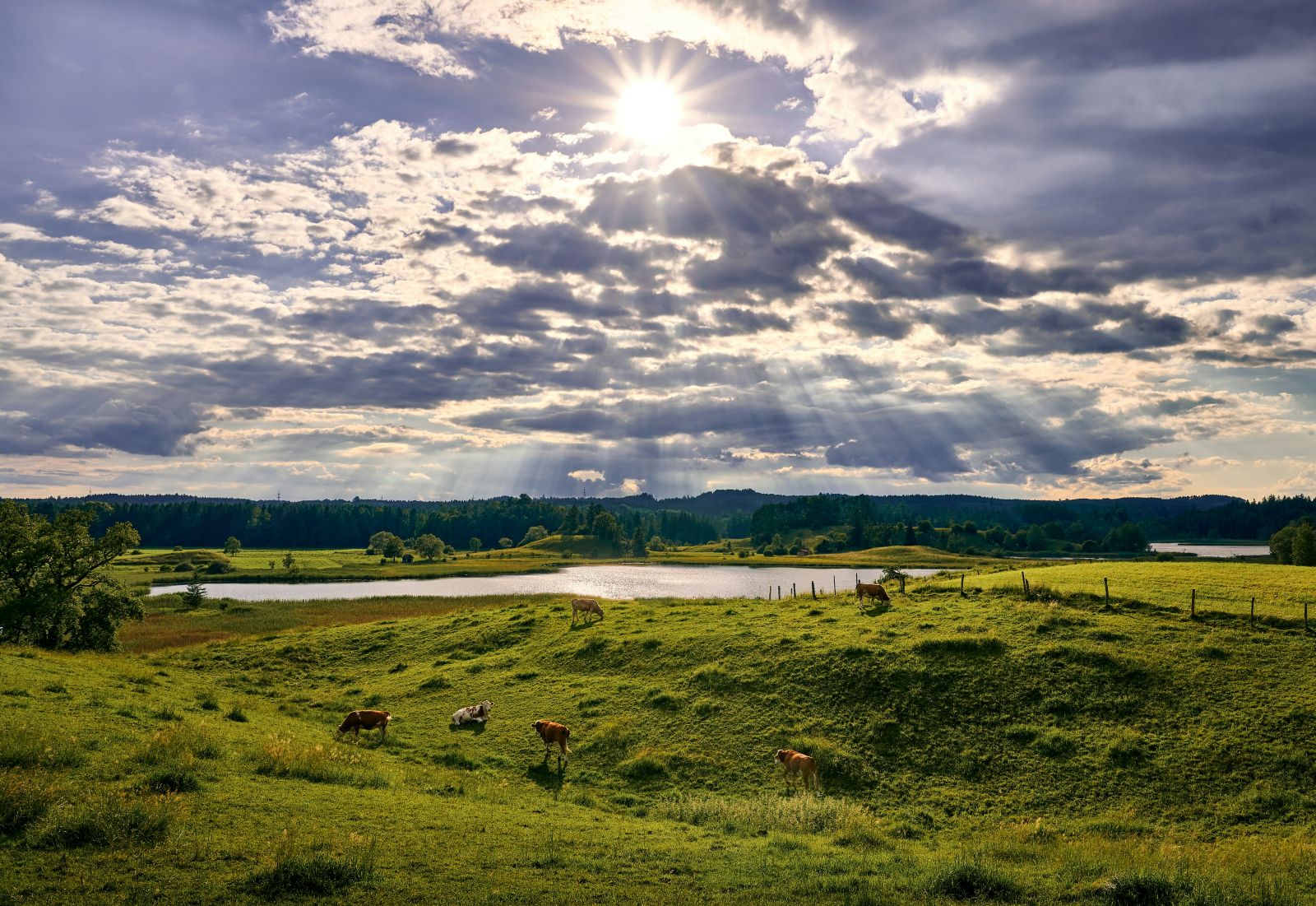 Cow grazing in a meadow sunshine by Mario Dobelmann via Unsplash